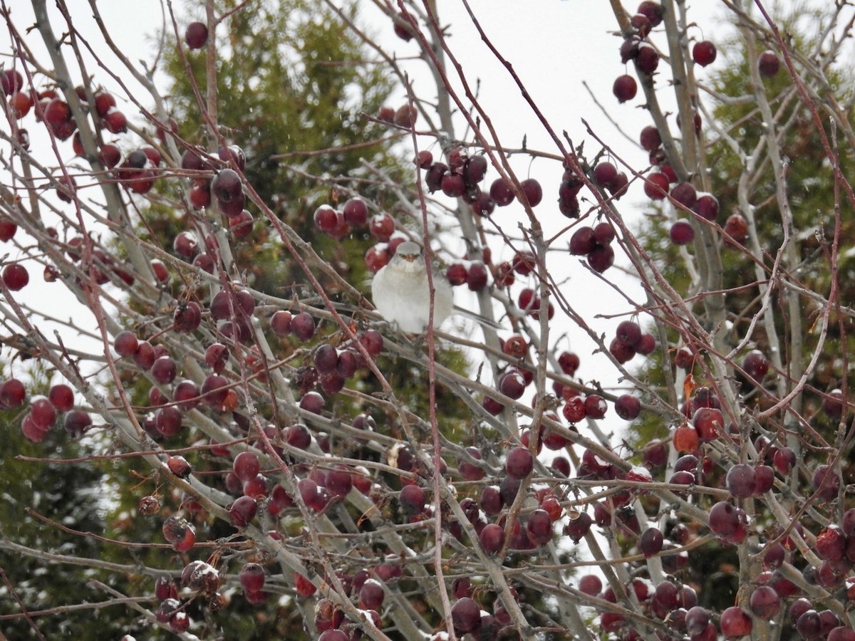 Northern Mockingbird - ML646255455
