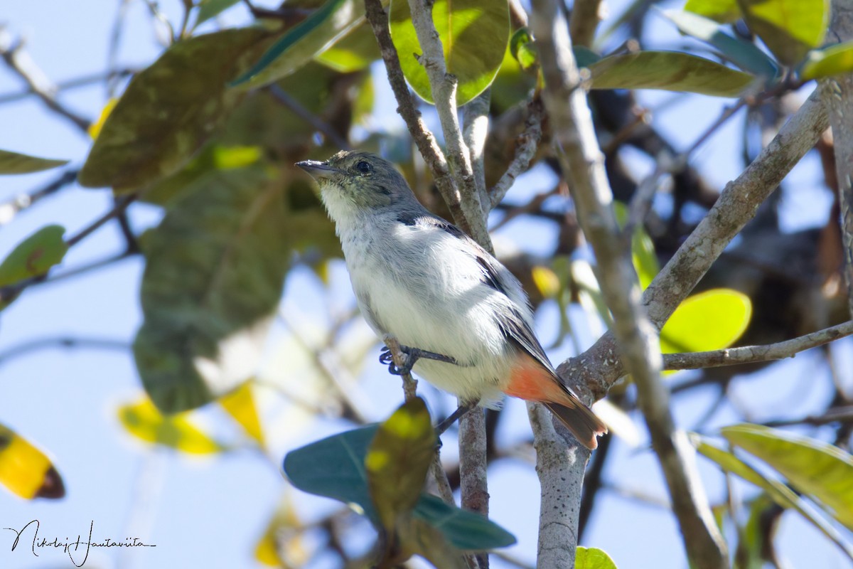 Mistletoebird - ML646255456