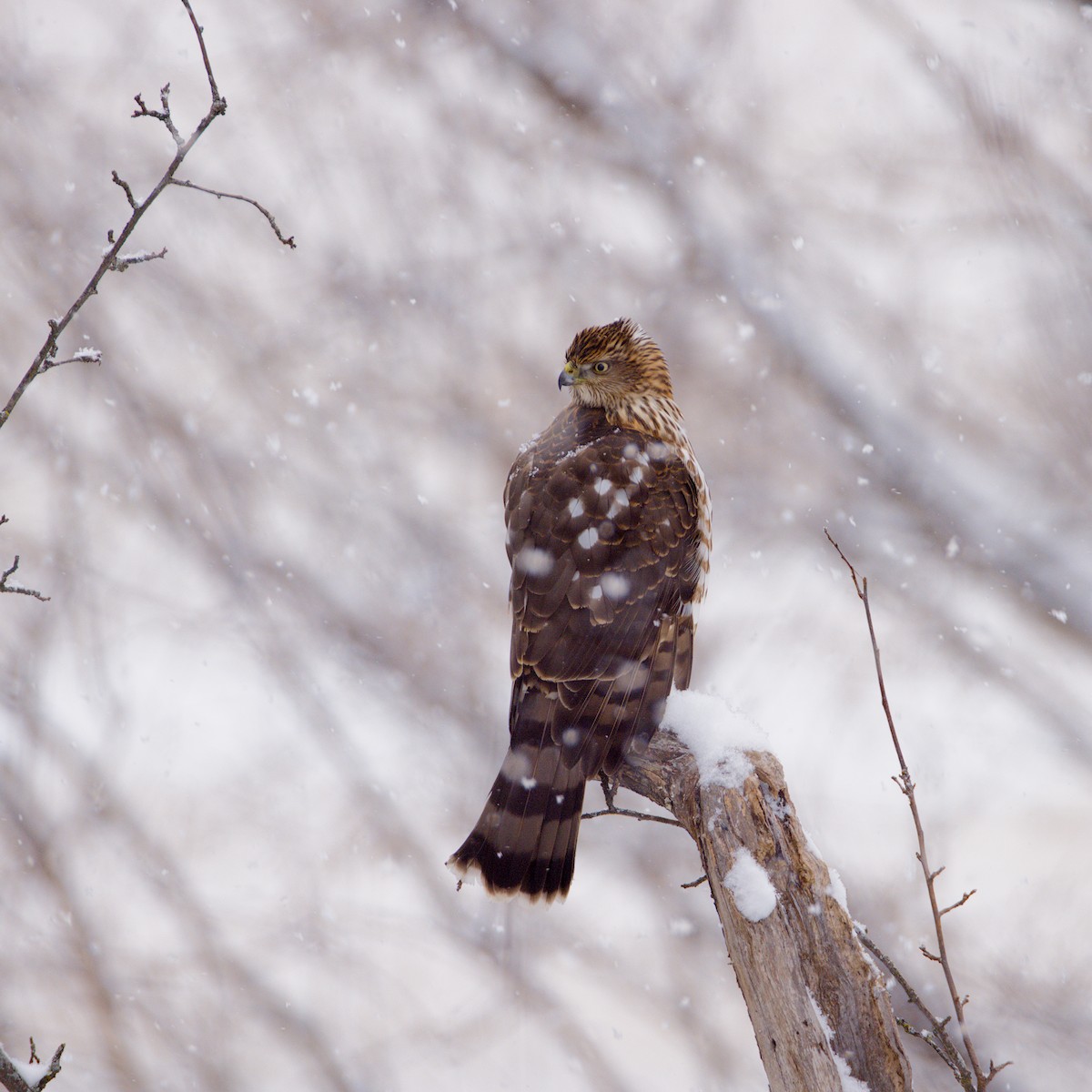 Cooper's Hawk - ML646255457