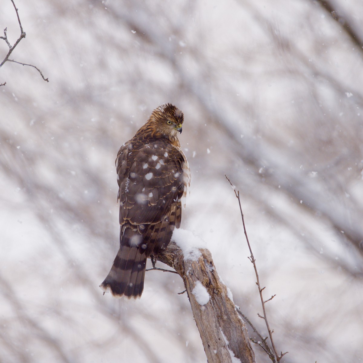 Cooper's Hawk - ML646255458