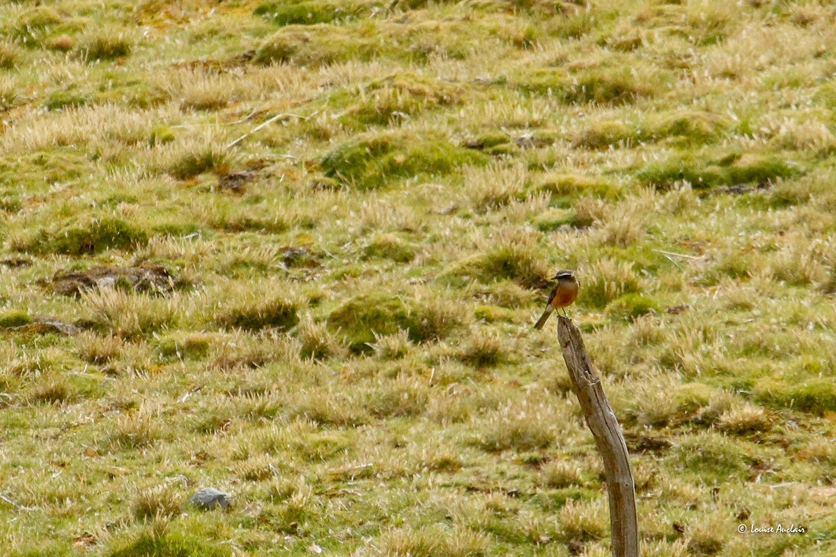 Tarçın Karınlı Bülbül Tiranı - ML646255468