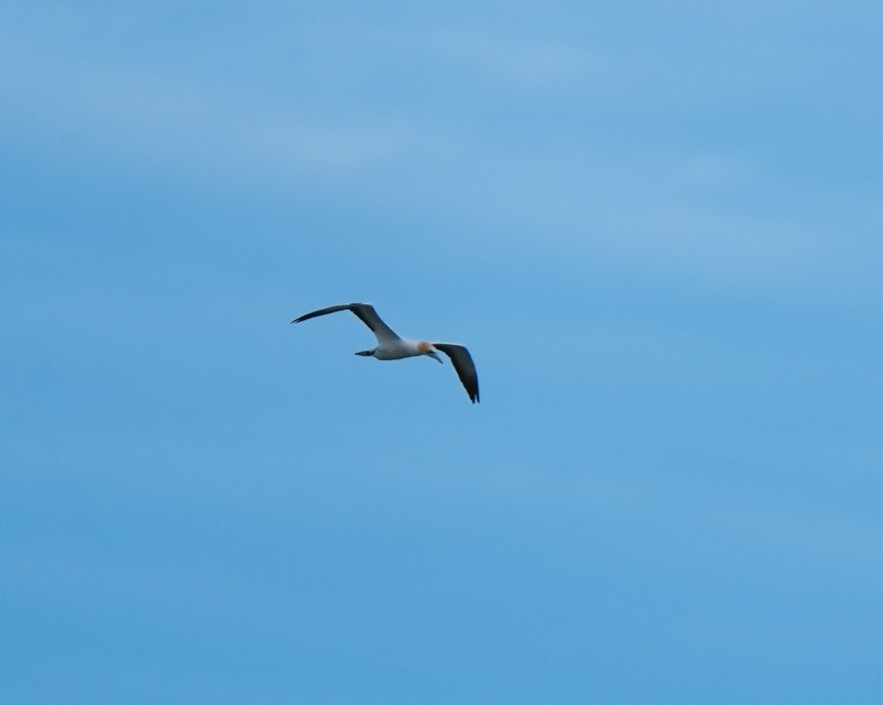 Australasian Gannet - ML646255469
