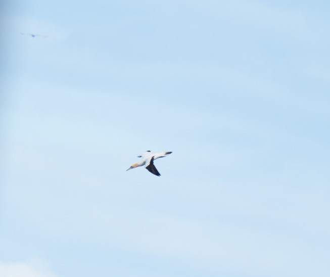 Australasian Gannet - ML646255470