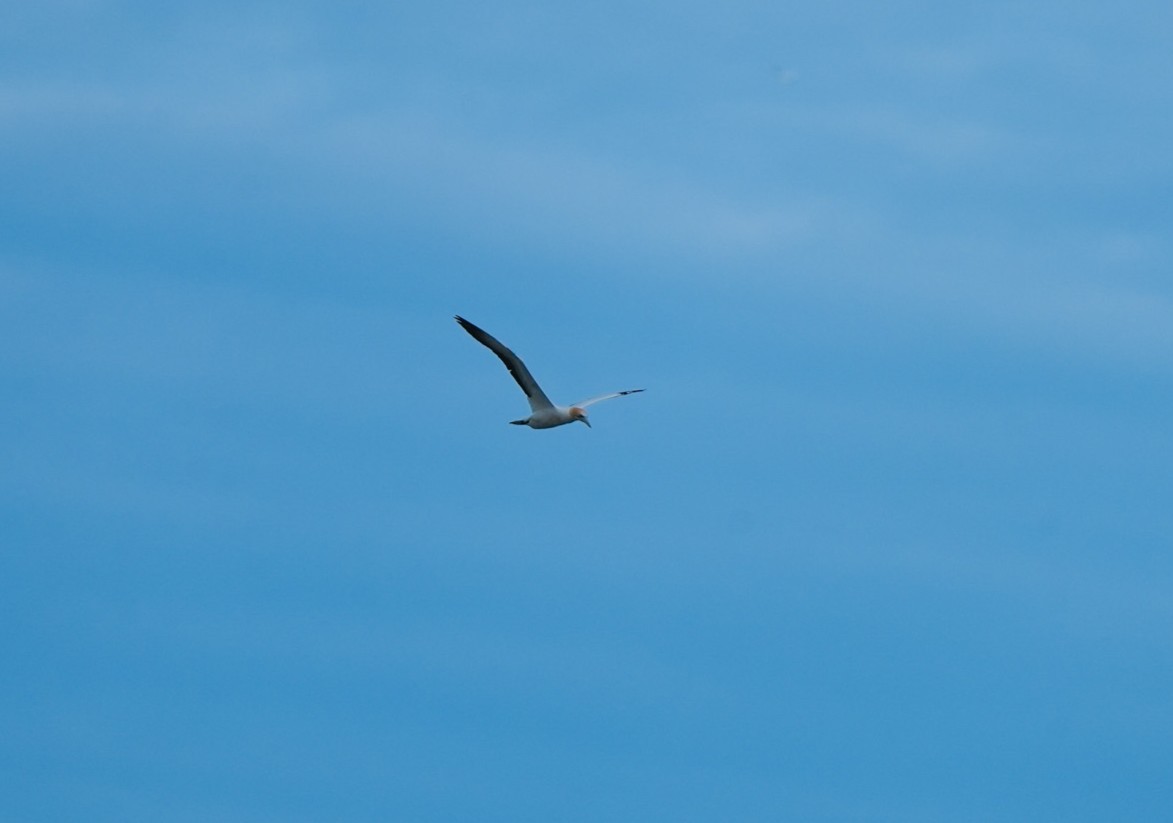 Australasian Gannet - ML646255471