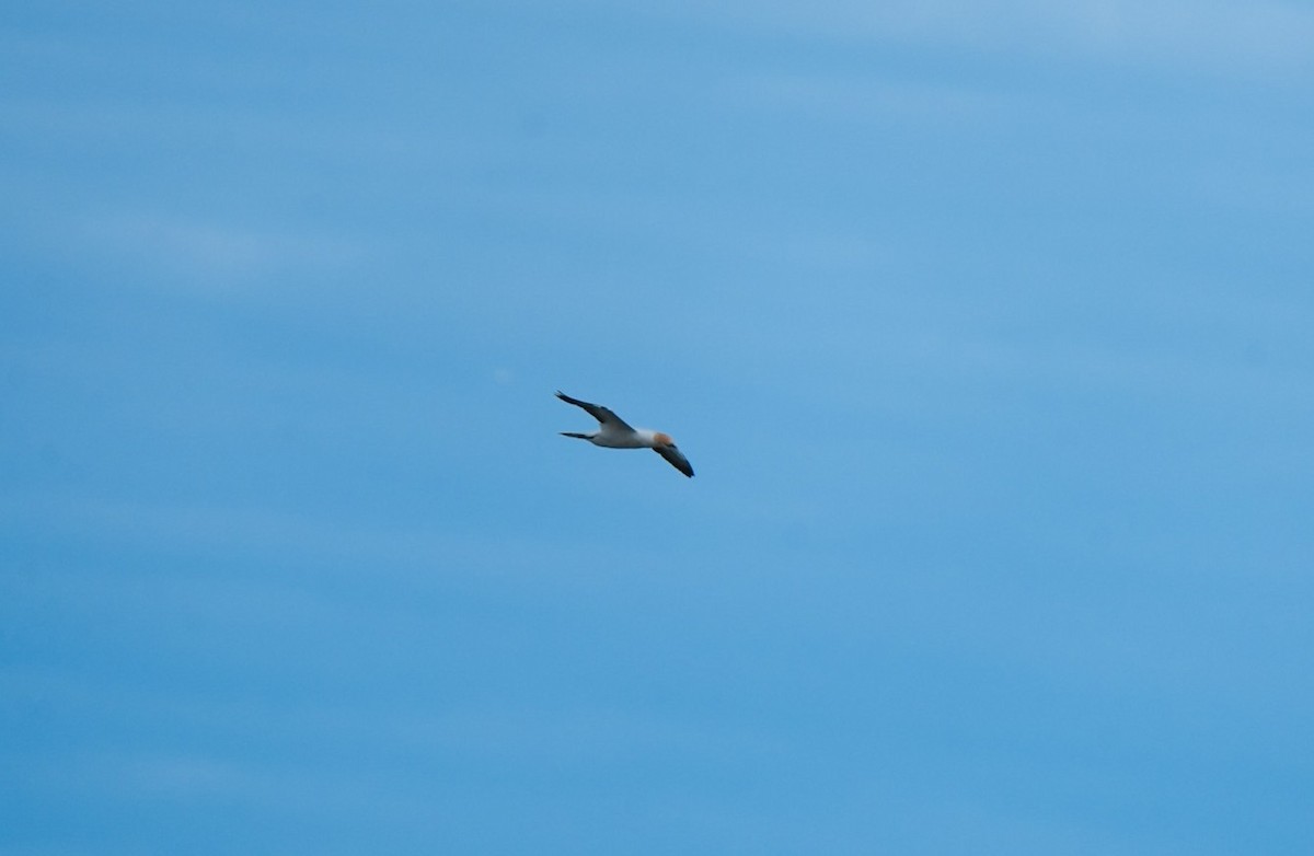 Australasian Gannet - ML646255472