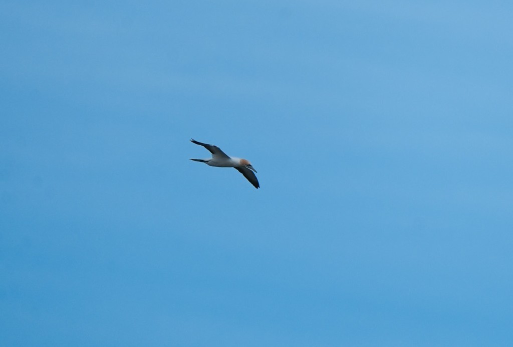 Australasian Gannet - ML646255473