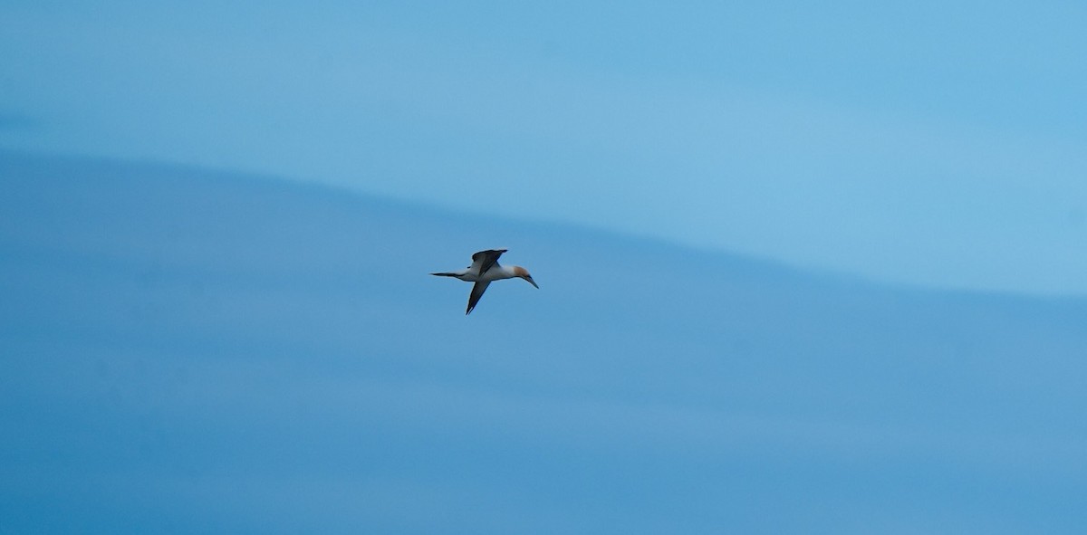 Avustralya Sümsüğü - ML646255474