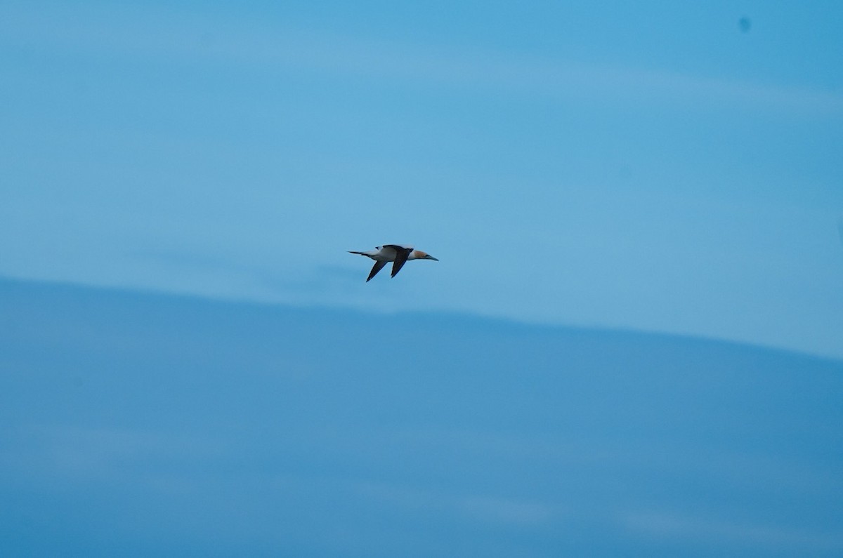 Australasian Gannet - ML646255475