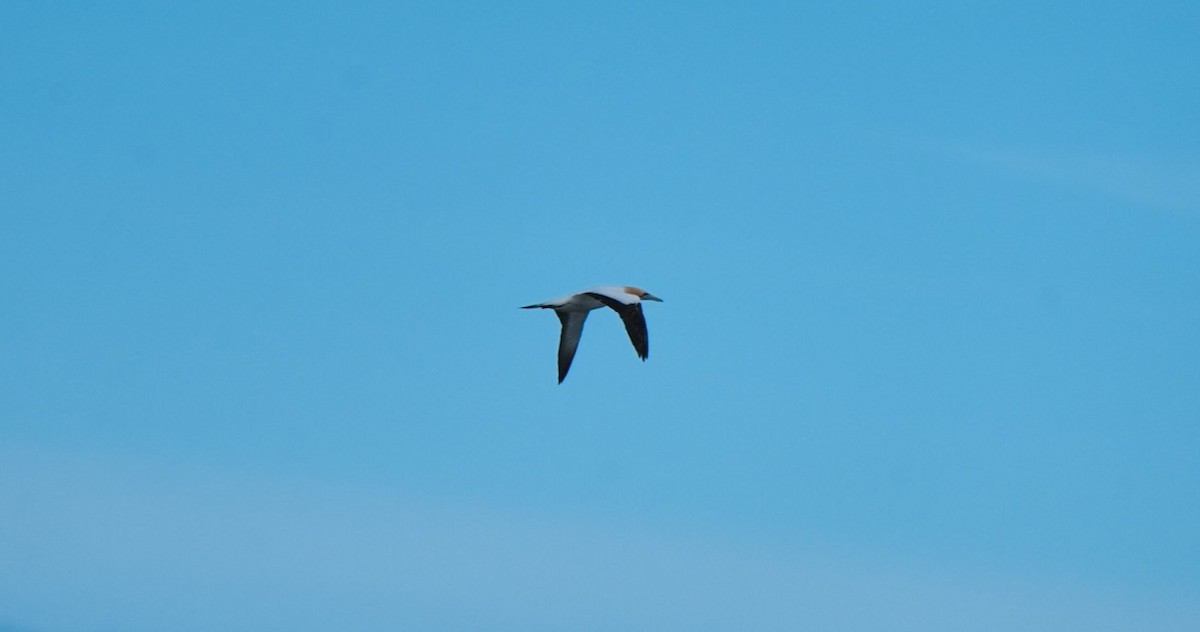 Australasian Gannet - ML646255476