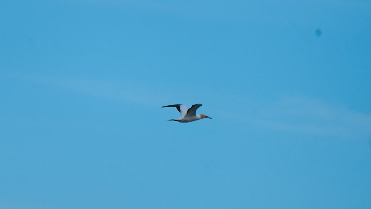 Avustralya Sümsüğü - ML646255477