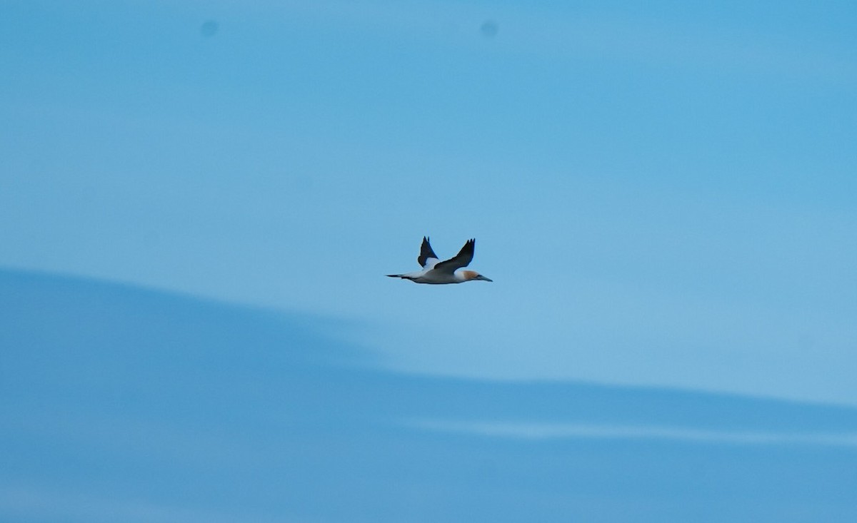 Avustralya Sümsüğü - ML646255478