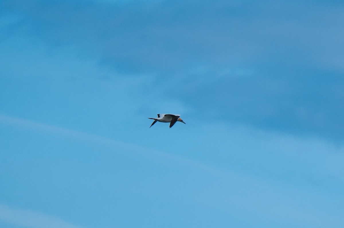 Avustralya Sümsüğü - ML646255479