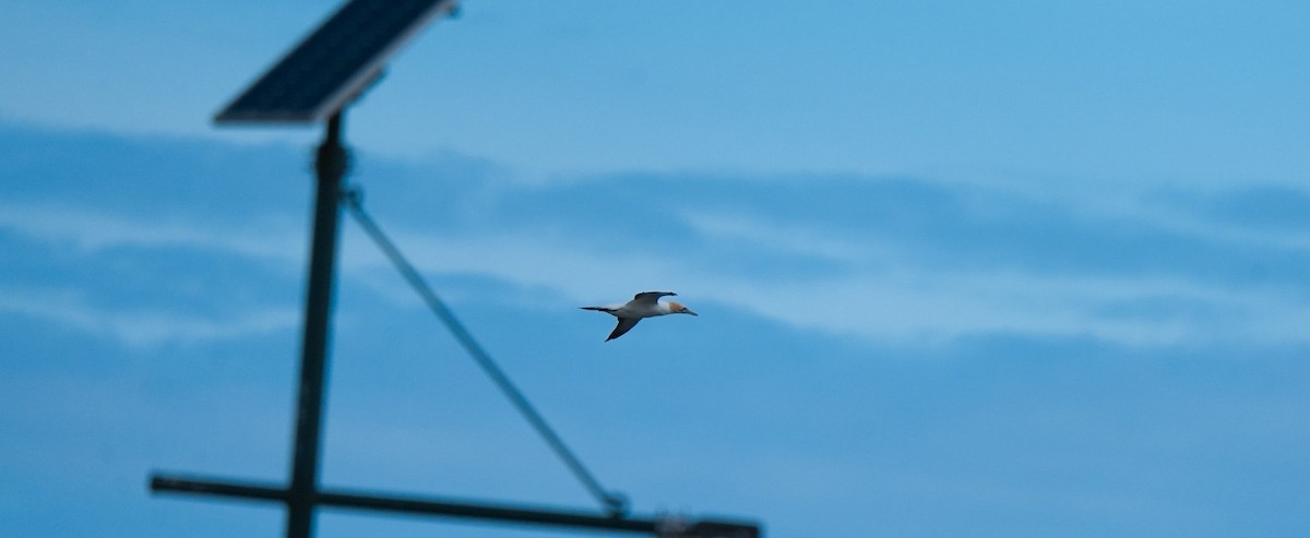 Avustralya Sümsüğü - ML646255480