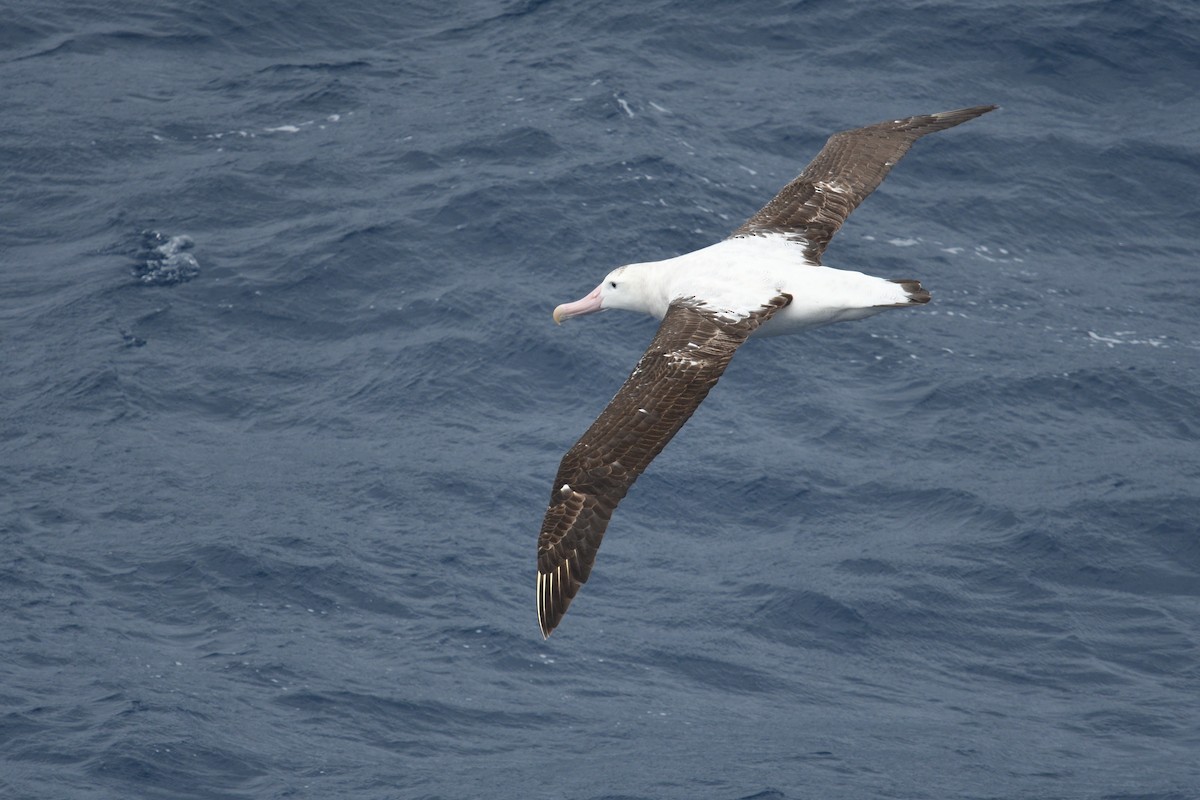 Ak Gezgin Albatros - ML646255481