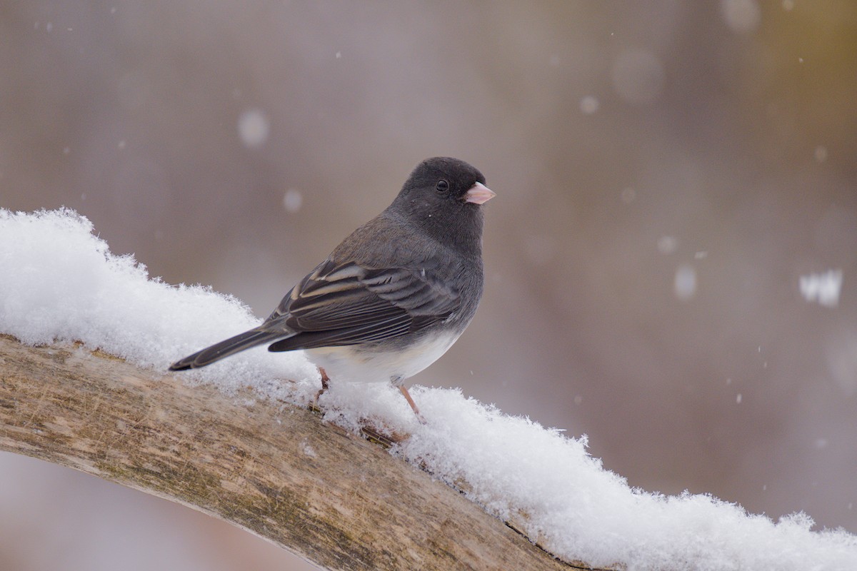 Kara Gözlü Junko - ML646255482