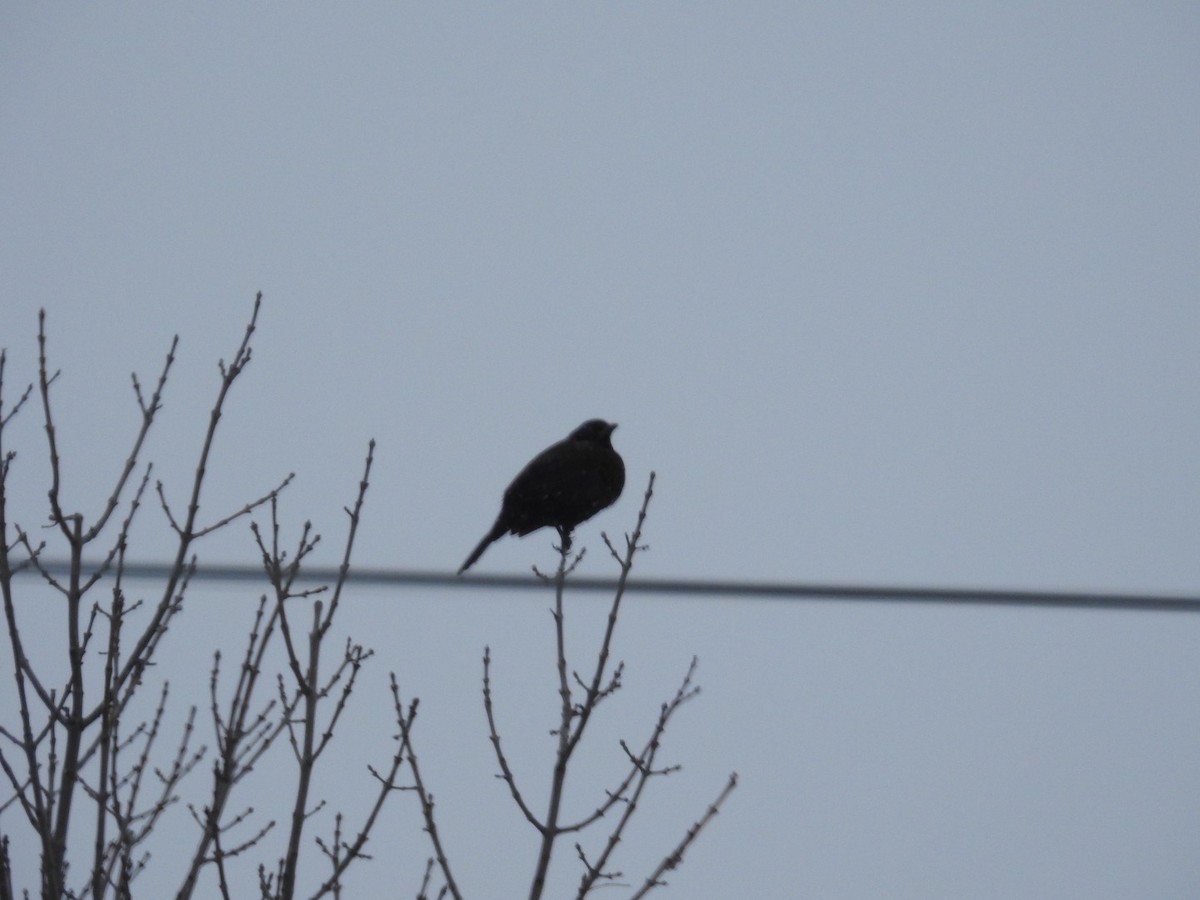 Mor Kiskal - ML646255484