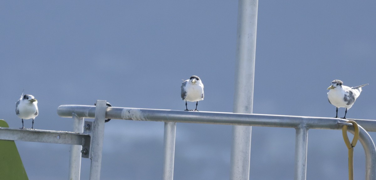 Tepeli Büyük Sumru - ML646255485