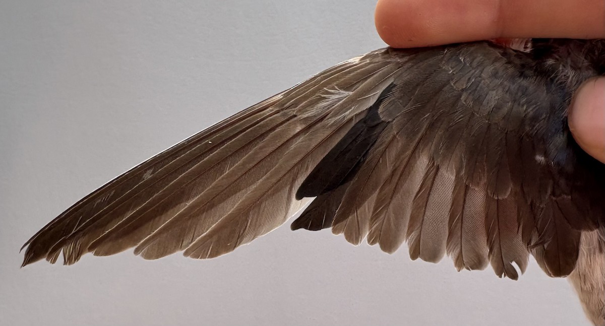 Ev Kırlangıcı - ML646255487