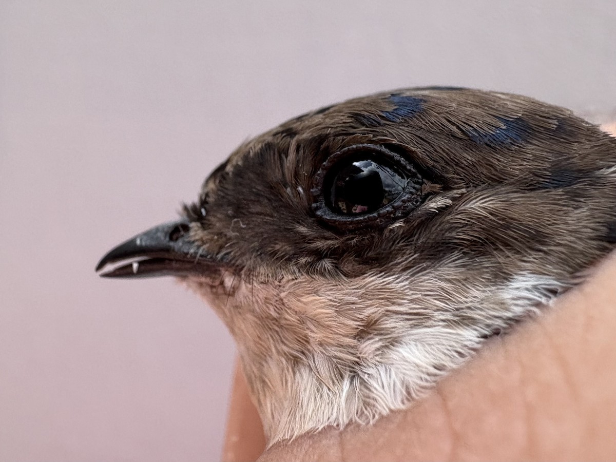 Ev Kırlangıcı - ML646255488