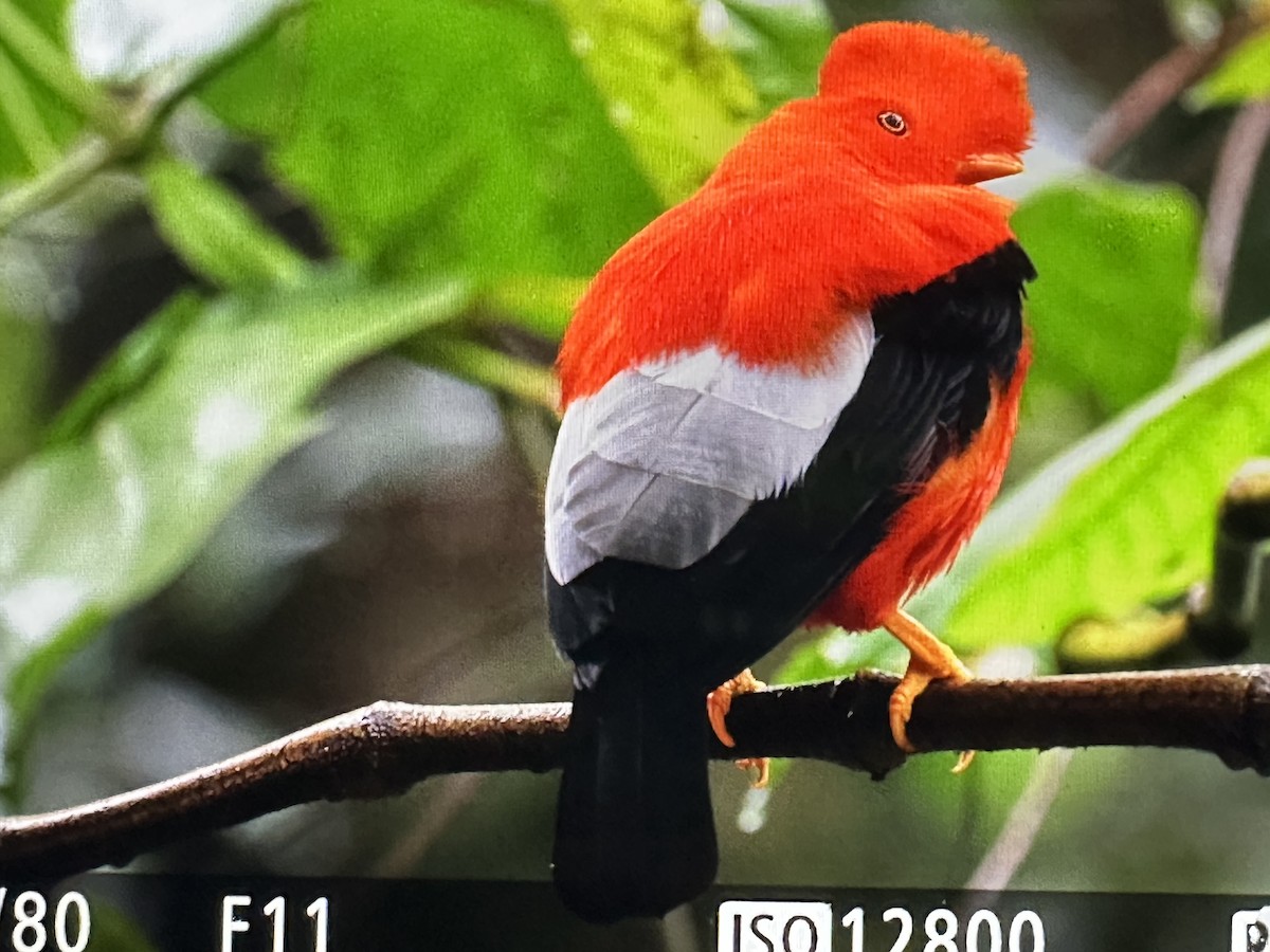 And Horoz Kotingası - ML646255489