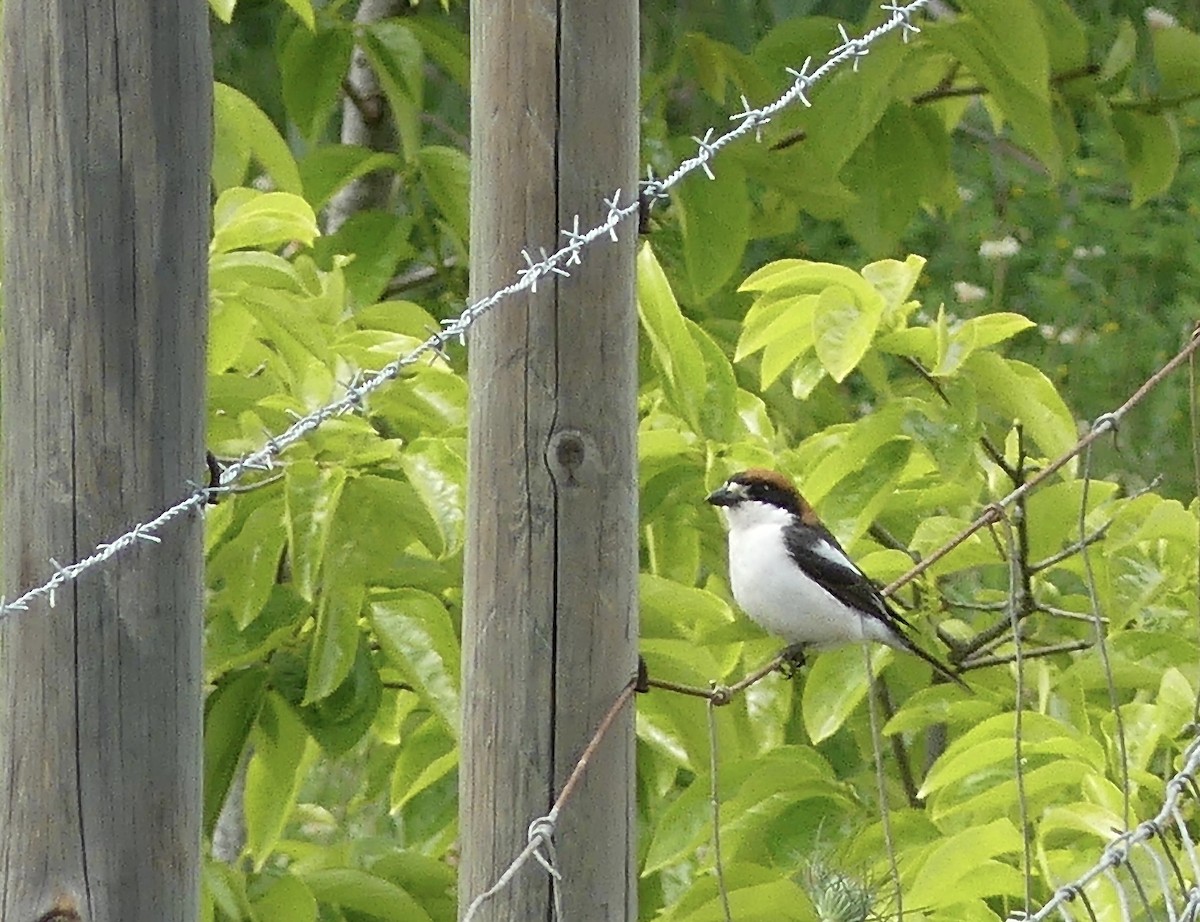 Kızıl Başlı Örümcekkuşu - ML646255490