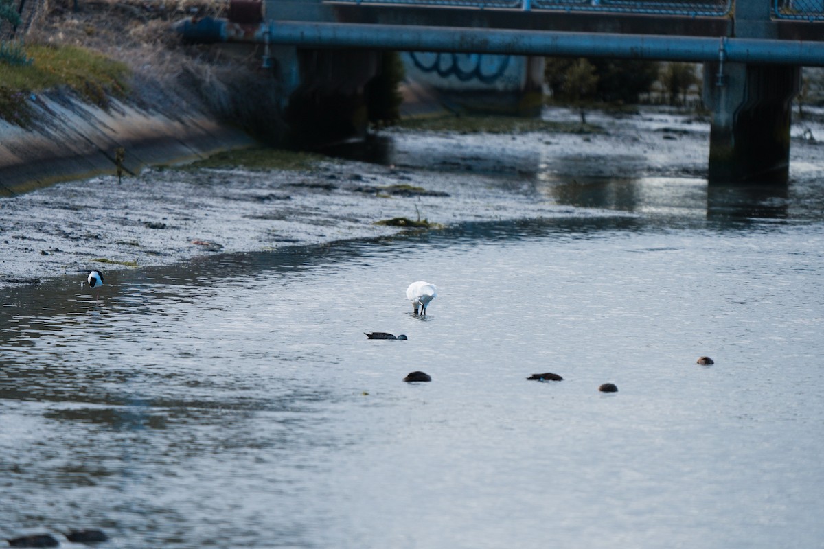 Kara Yüzlü Kaşıkçı - ML646255491