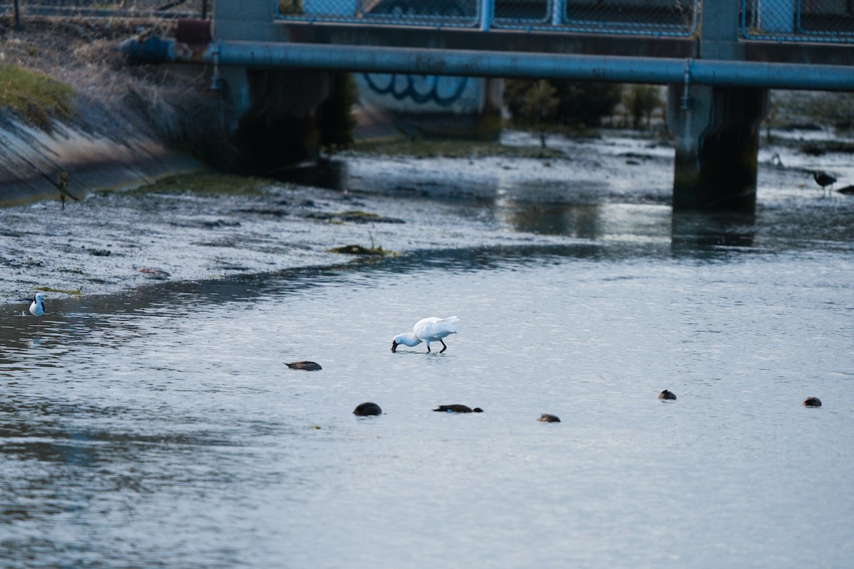 Kara Yüzlü Kaşıkçı - ML646255492