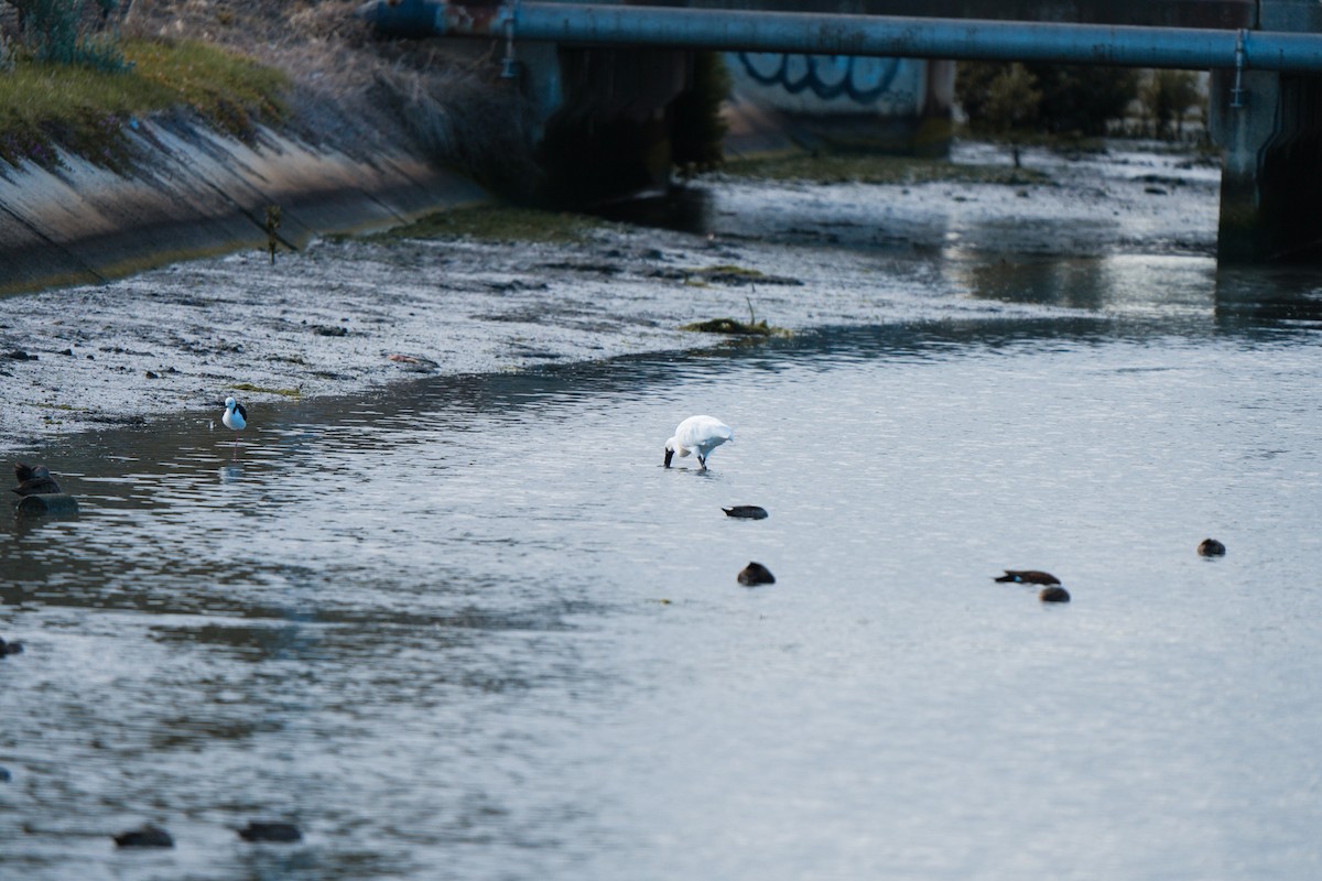 Kara Yüzlü Kaşıkçı - ML646255493