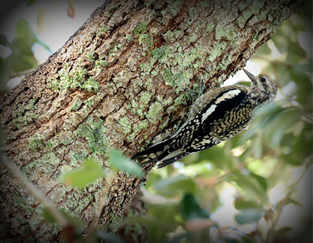 Sarı Karınlı Ağaçkakan - ML646255494