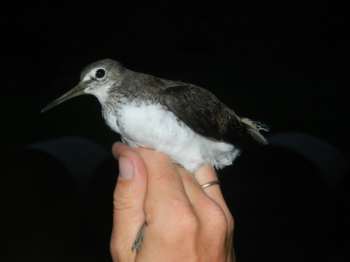 Yeşil Düdükçün - ML646255495