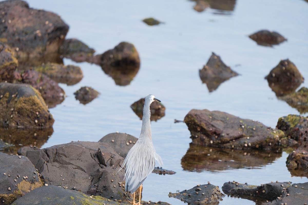 Ak Yüzlü Balıkçıl - ML646255496
