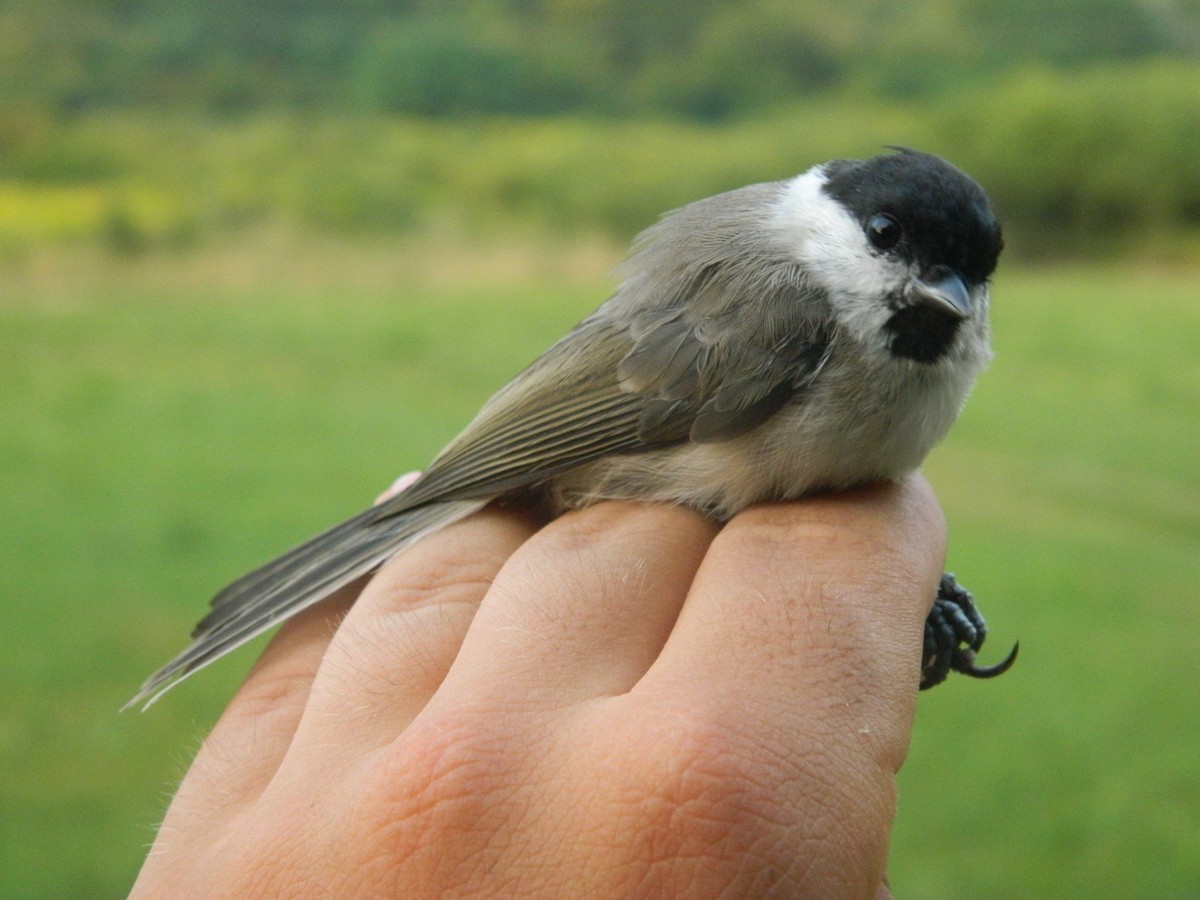 Kayın Baştankarası - ML646255497