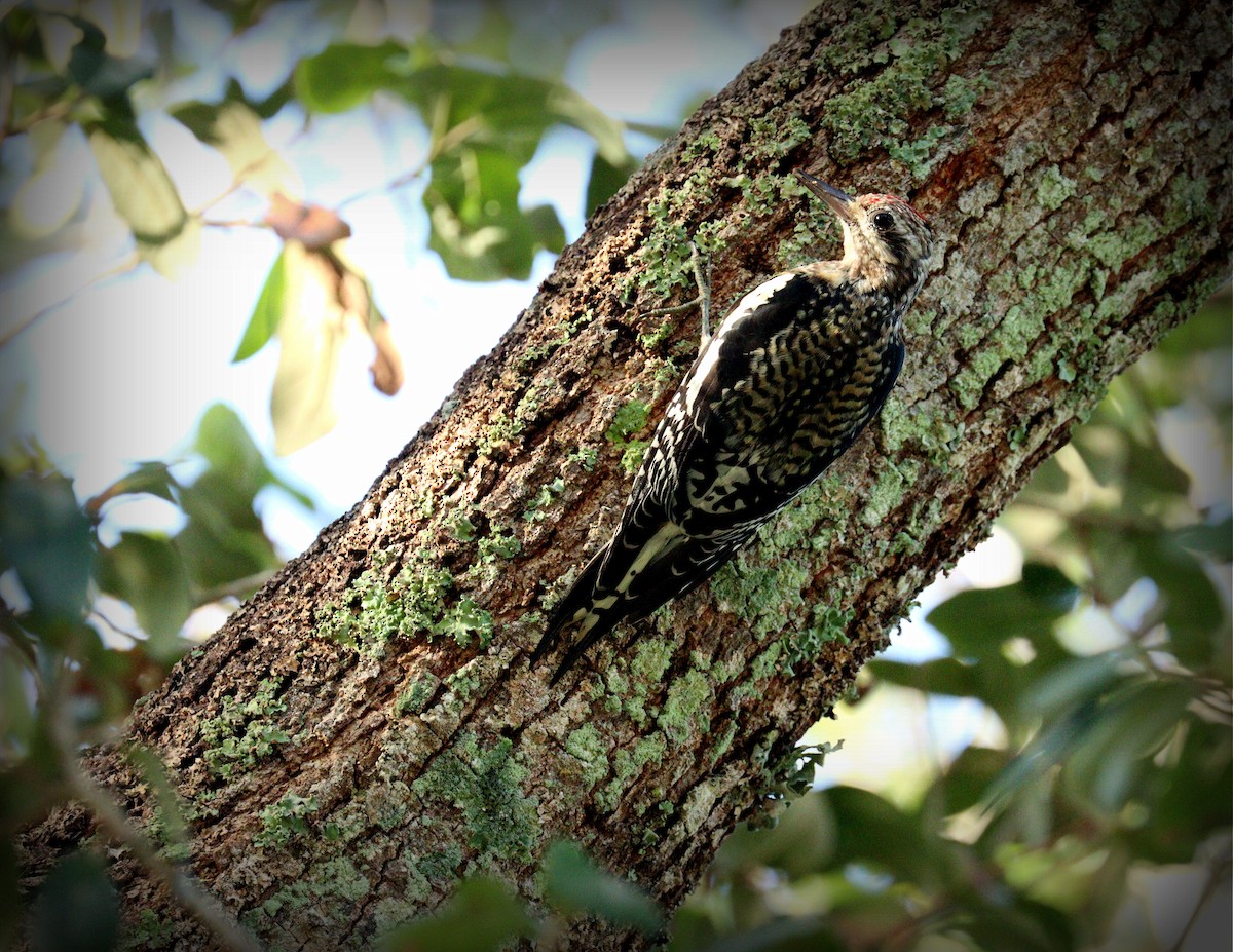 Sarı Karınlı Ağaçkakan - ML646255498