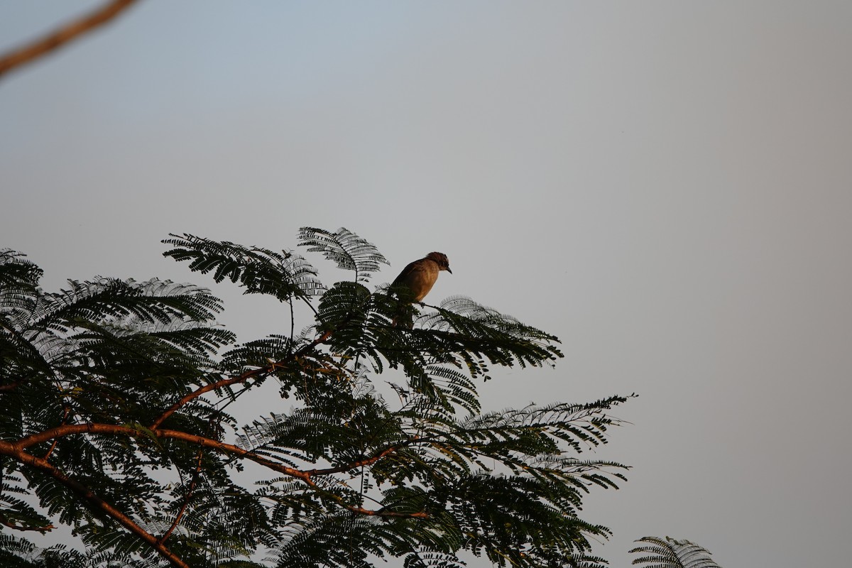 Ak Yüzlü Arapbülbülü - ML646255499