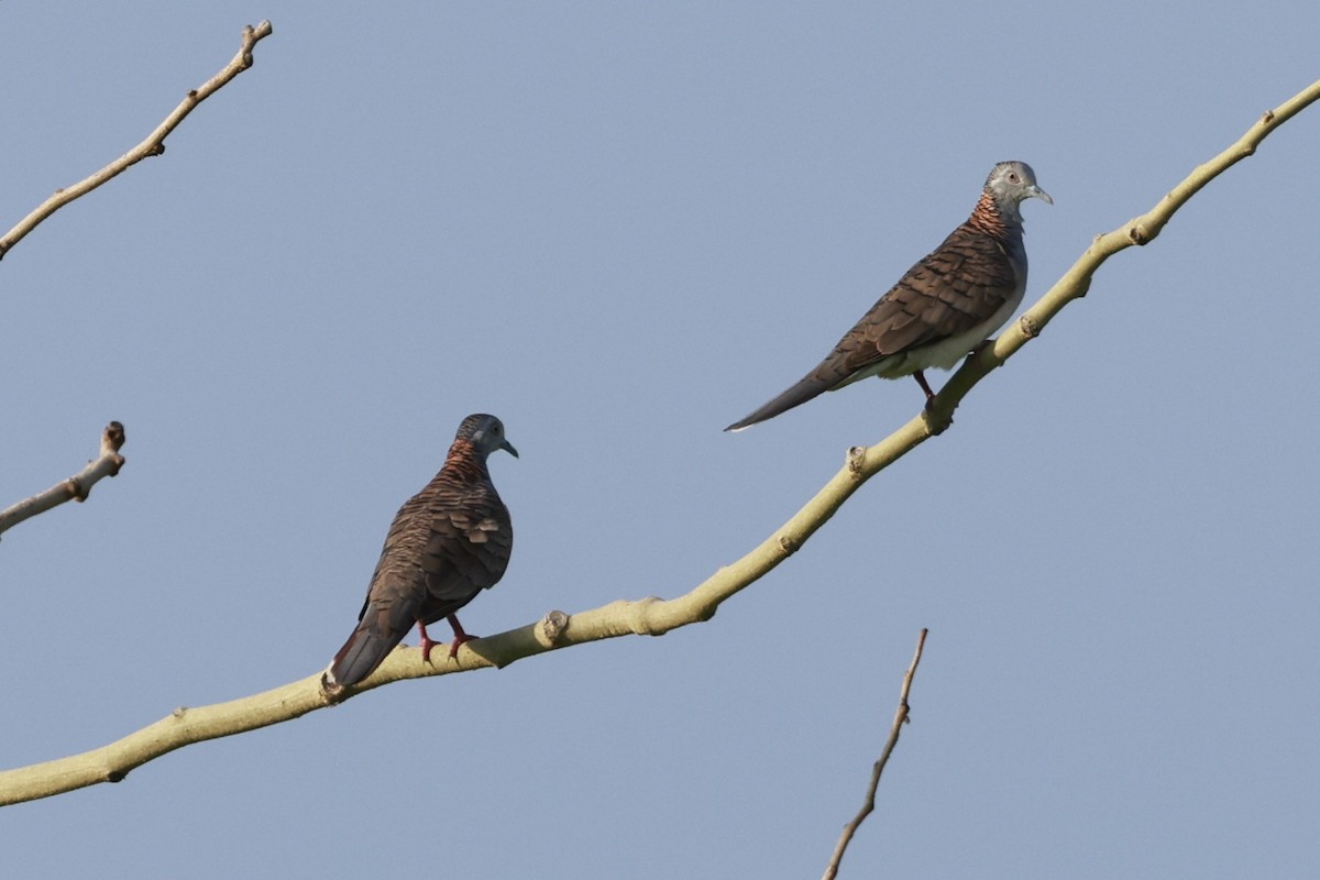 Yazılı Omuzlu Kumru - ML646255501