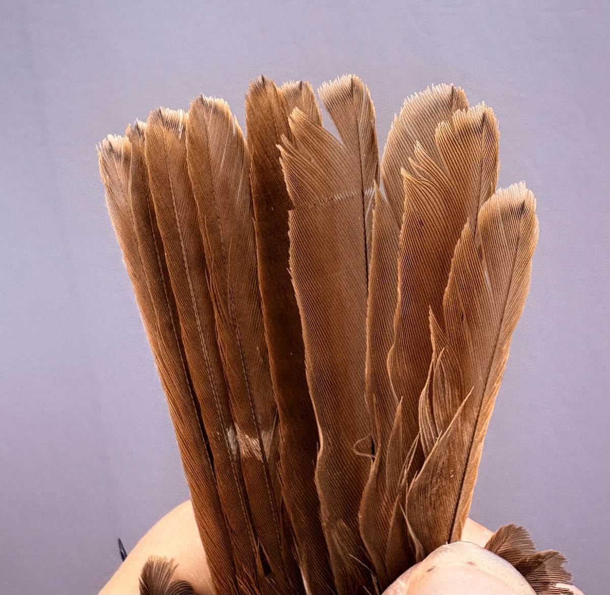 Türkistan/Moğolistan Örümcekkuşu - ML646255504