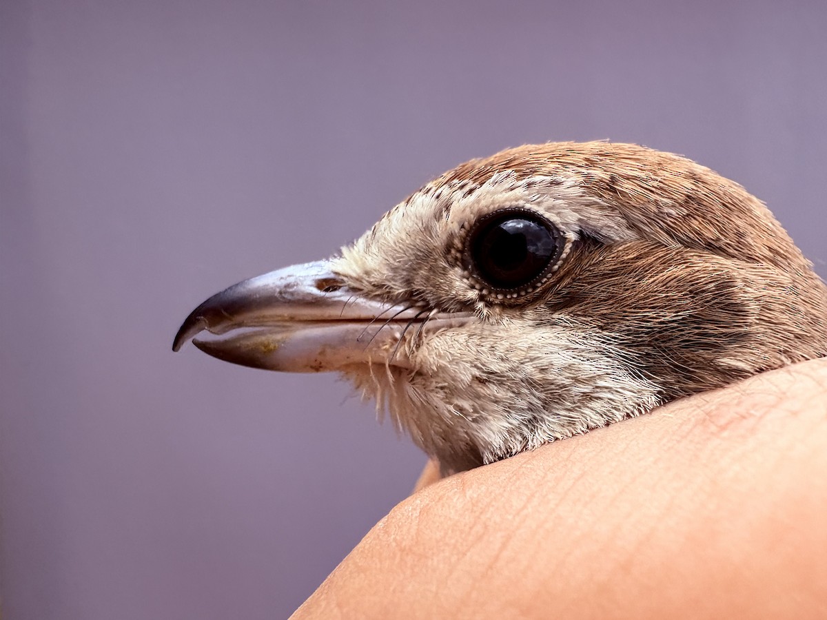 Türkistan/Moğolistan Örümcekkuşu - ML646255505