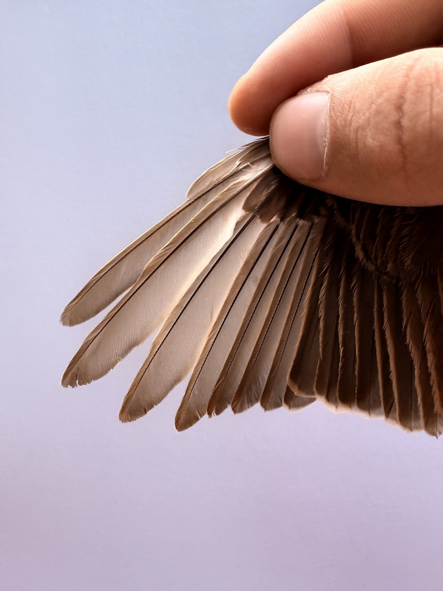 Türkistan/Moğolistan Örümcekkuşu - ML646255506