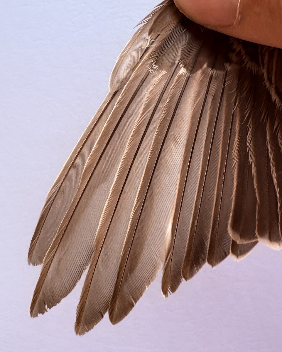 Türkistan/Moğolistan Örümcekkuşu - ML646255507