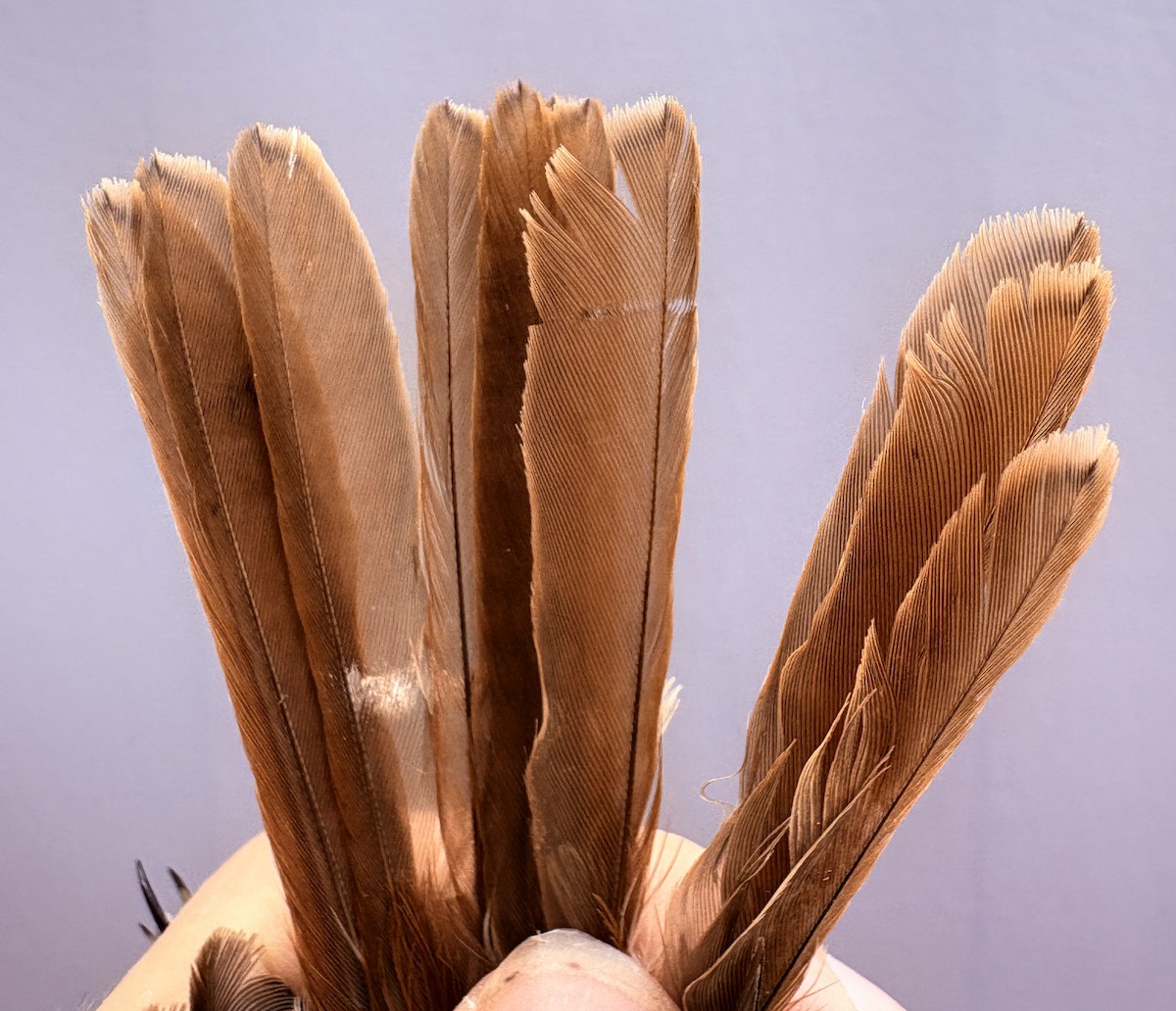 Türkistan/Moğolistan Örümcekkuşu - ML646255508