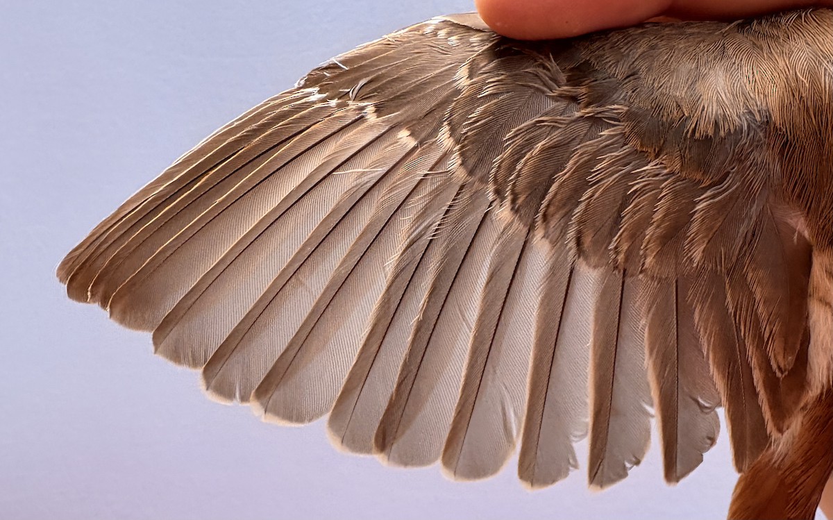 Türkistan/Moğolistan Örümcekkuşu - ML646255509