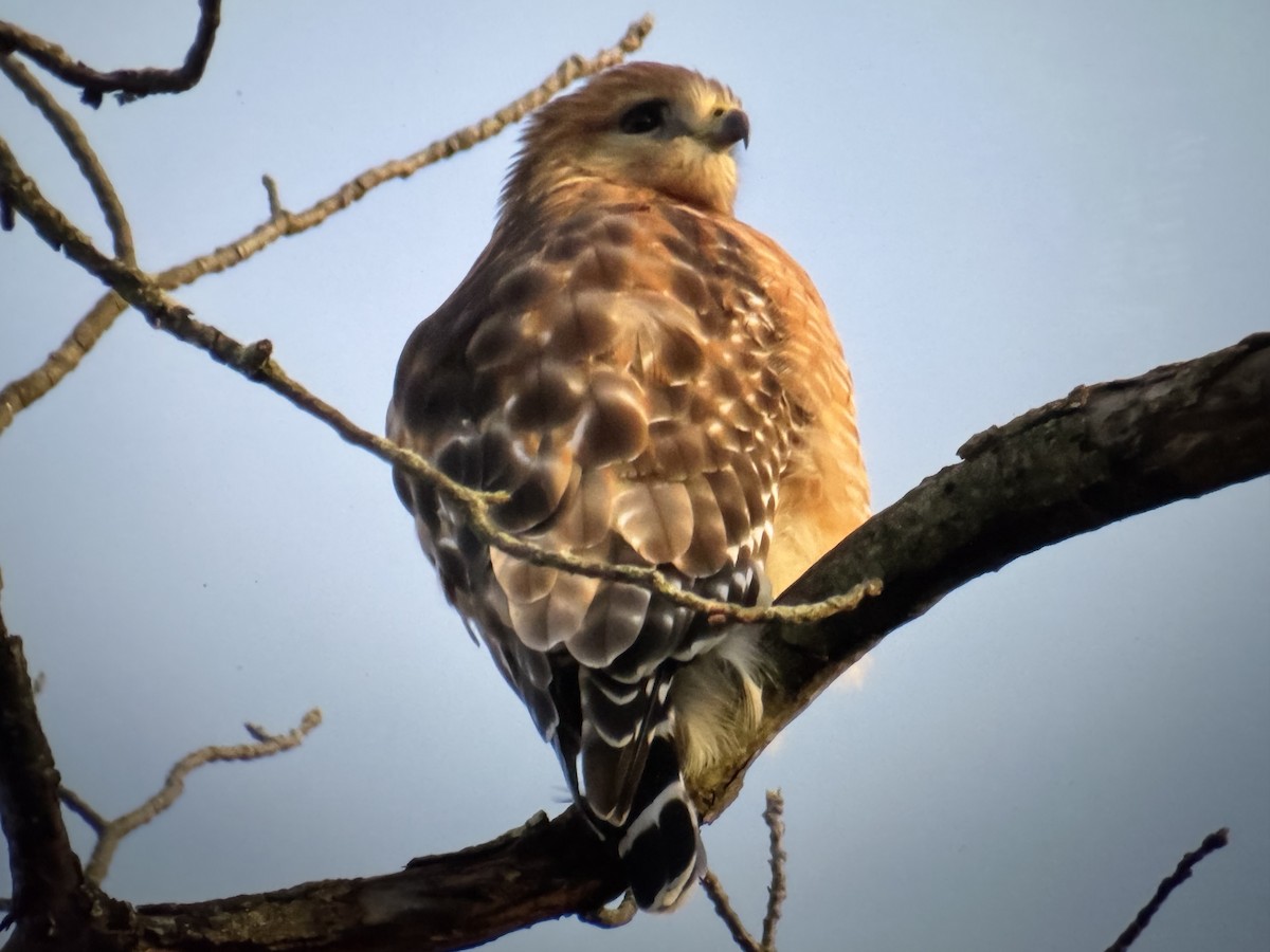 Red-shouldered Hawk - ML646255516
