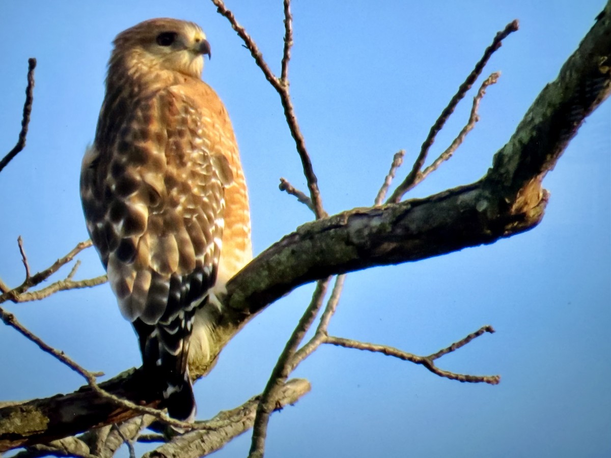 Red-shouldered Hawk - ML646255517
