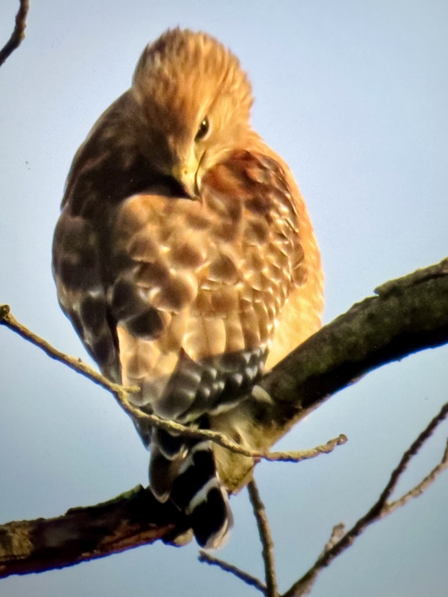 Red-shouldered Hawk - ML646255518