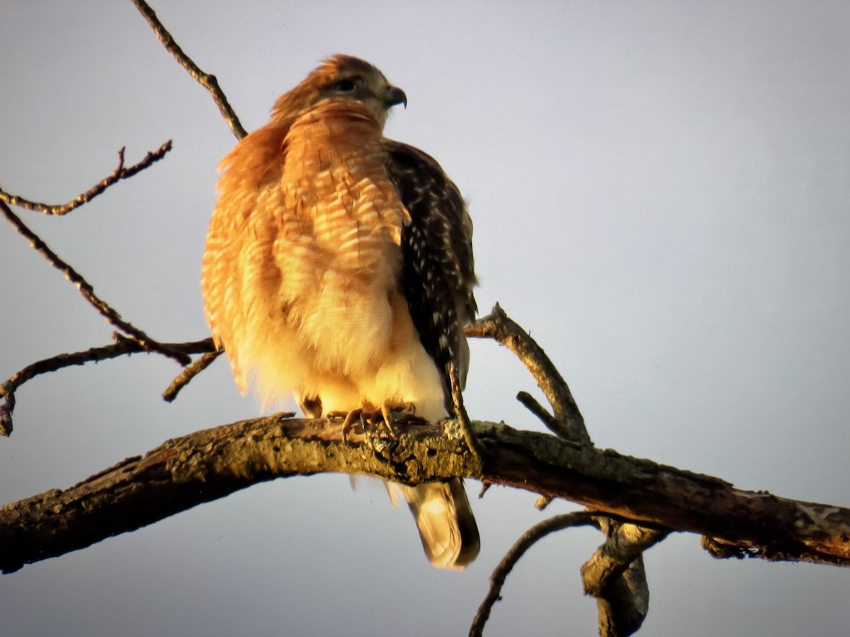 Red-shouldered Hawk - ML646255519