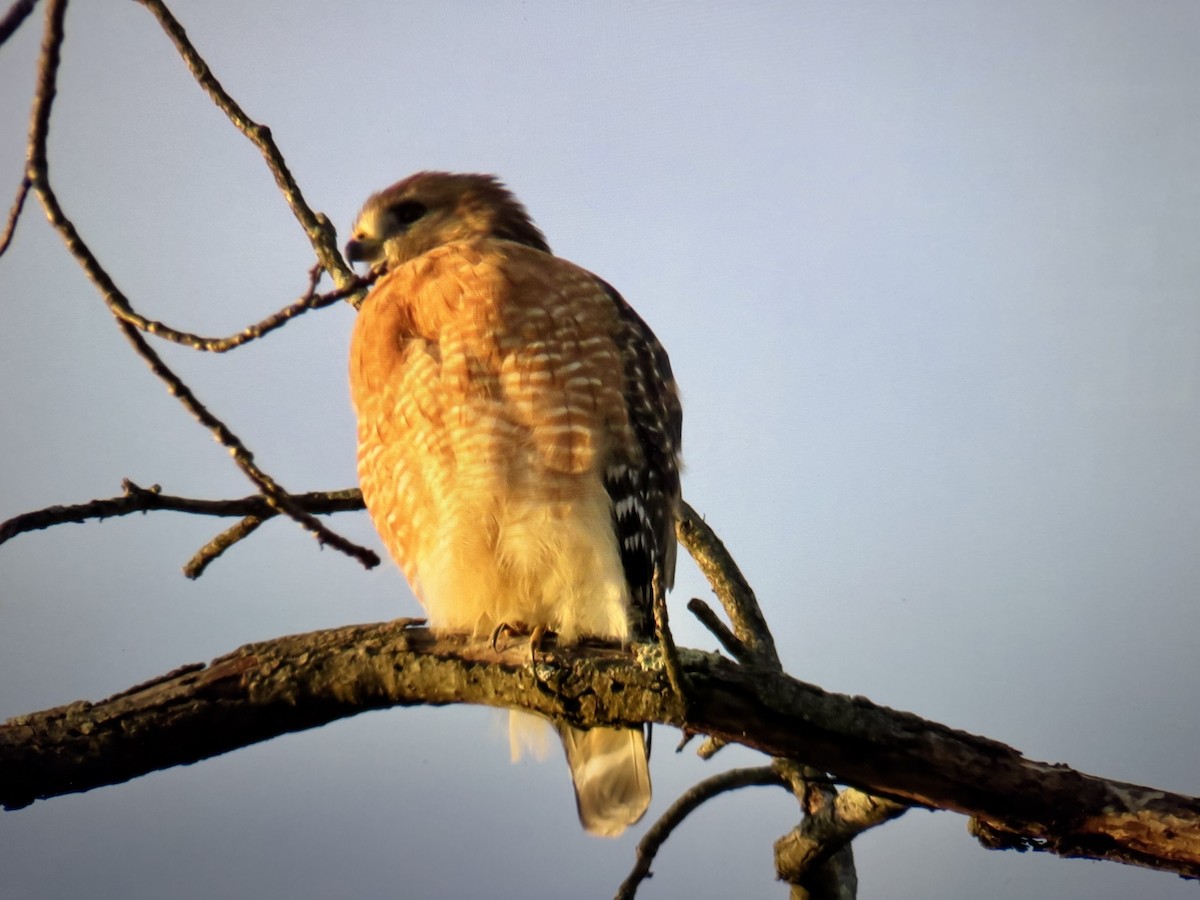 Red-shouldered Hawk - ML646255520