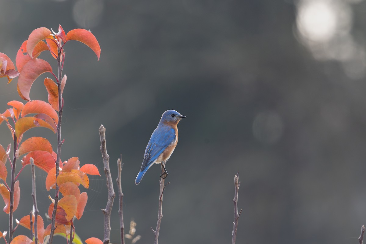 salašník modrý - ML646255527