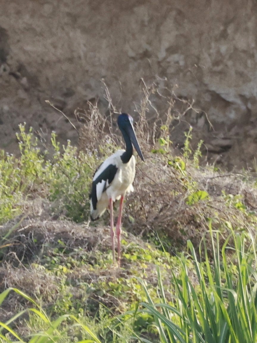 čáp černokrký - ML646255528