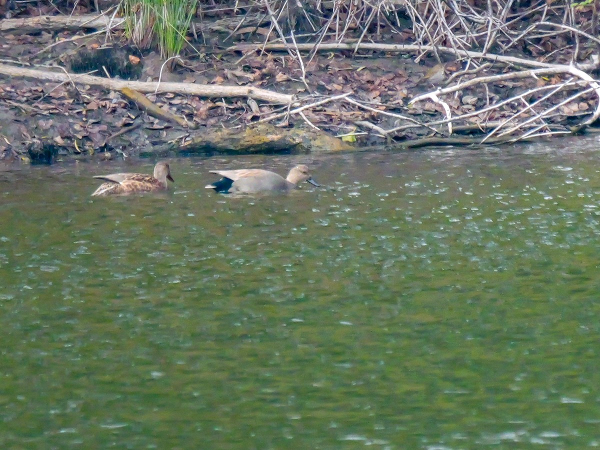 Gadwall - ML646255530