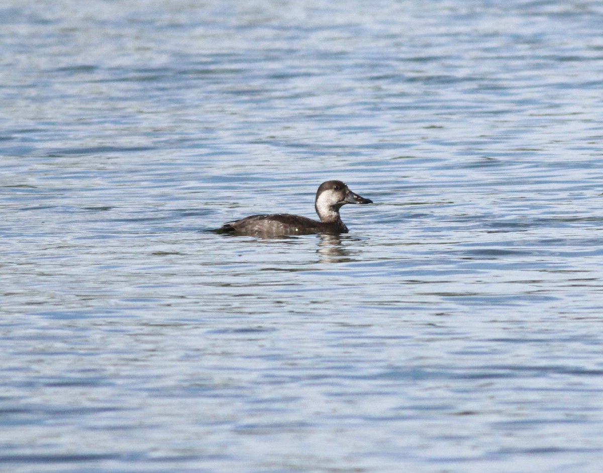 Black Scoter - ML646255531